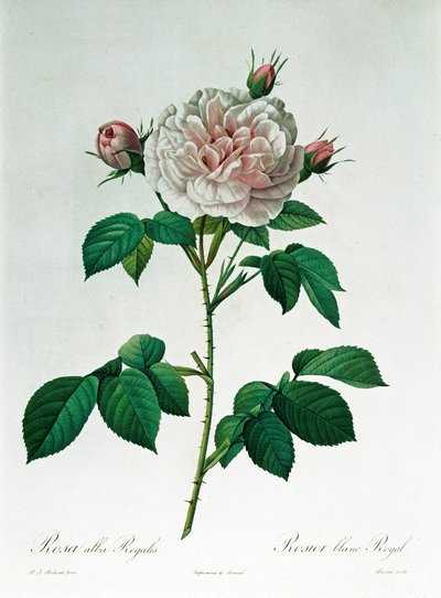 Rosa Alba Regalis, grabado por Bessin de Pierre Joseph Redouté